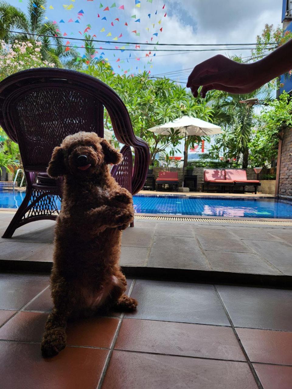 Jasmine Lodge Siem Reap Exteriér fotografie