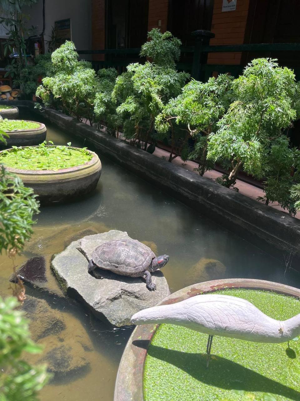 Jasmine Lodge Siem Reap Exteriér fotografie